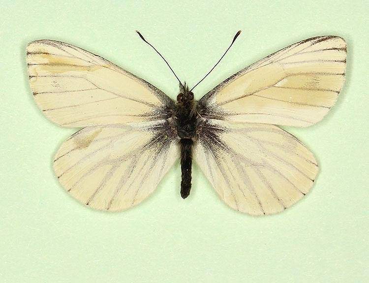 Pieris napi male (aberrant form obsoleta 4) (Internet Image property of respective owner, non-commercial use only)